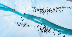 PONANT EXPLORATIONS GROUP and the Woods Hole Oceanographic Institution have unveiled a new Polar Ocean Image Collection