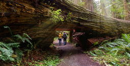 Tourists hiking California's Redwood National Park