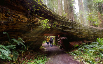Tourists hiking California's Redwood National Park