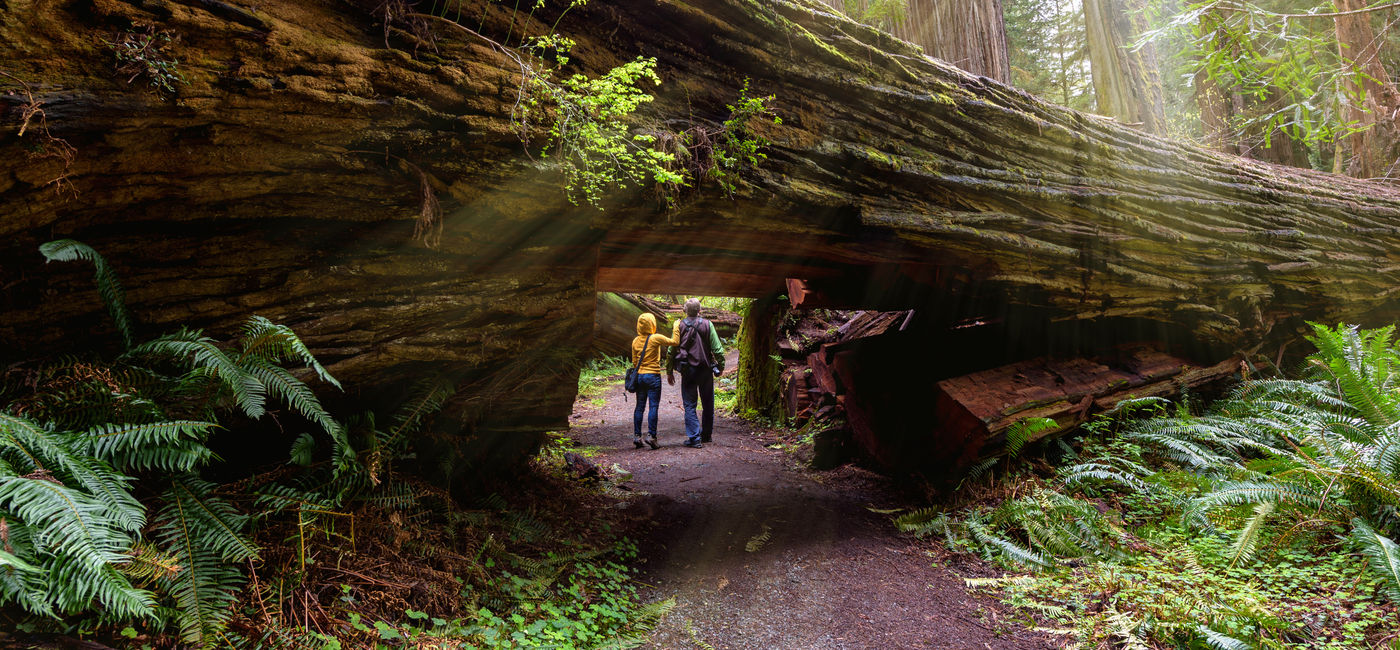 Image: Tourists hiking California's Redwood National Park. (Photo Credit: Adobe/Yaya Ernst)