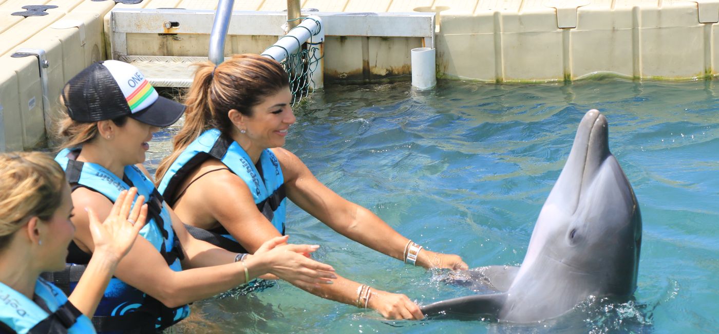 Image: Les Real Housewives du New Jersey nagent avec des dauphins (Source: Dolphin Cove)
