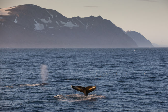 Humpback whales in Greenland Humpback whales in Greenland