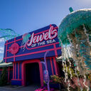Jewels of the Sea: A Jellyfish Experience at SeaWorld San Diego.