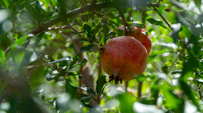 Trees for Days - Morocco pomegranate