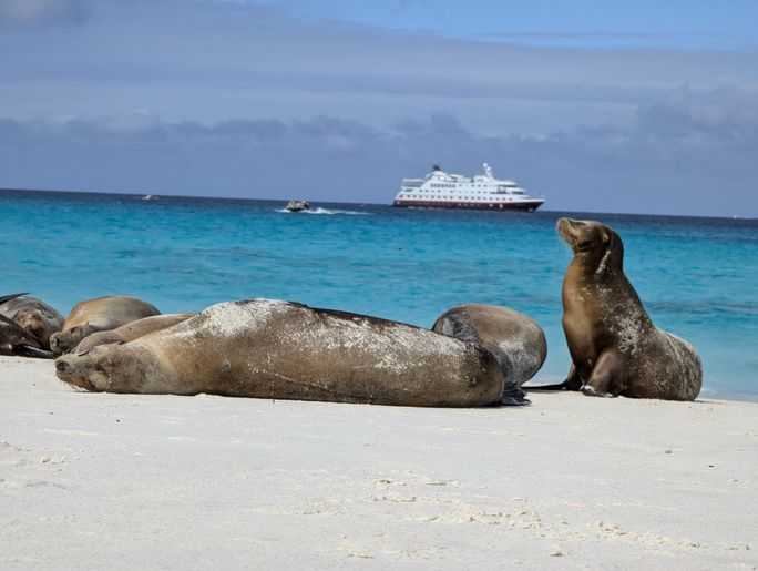 Sea lions lounge on the beach on Española Island