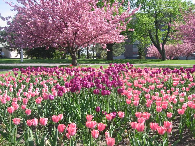 Tulips in Highland Park Rochester, Highland Park, Tulips