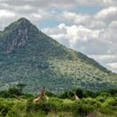 Samburu National Reserve, Kenya.
