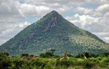Samburu National Reserve, Kenya.