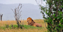 African Safari: Kenya and Tanzania