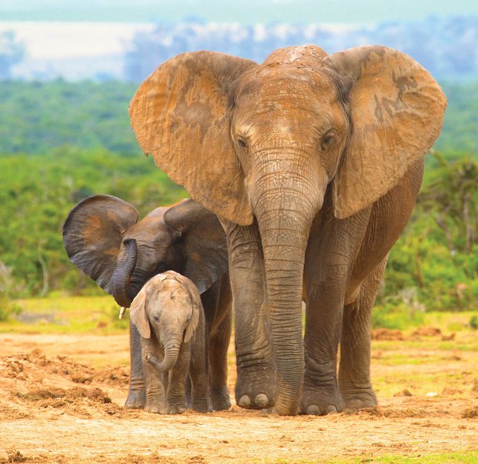 The Plains of Africa Kenya Wildlife Safari The Plains of Africa Kenya Wildlife Safari