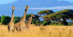 The Plains of Africa Kenya Wildlife Safari