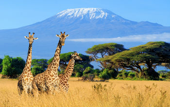 The Plains of Africa Kenya Wildlife Safari