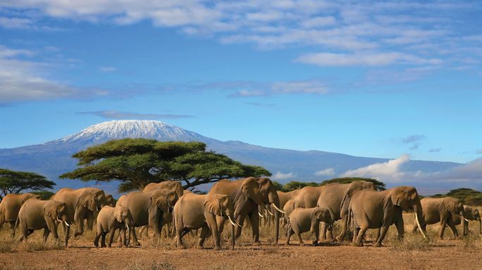 The Plains of Africa Kenya Wildlife Safari