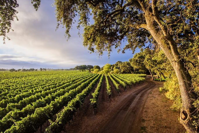 California Dreamin': Monterey, Yosemite & Napa California Dreamin': Monterey, Yosemite & Napa