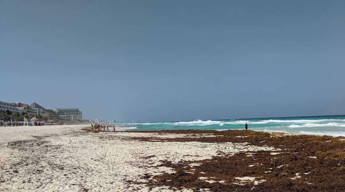 Volunteers cleaning ‍sargassum from Isla Mujeres beaches