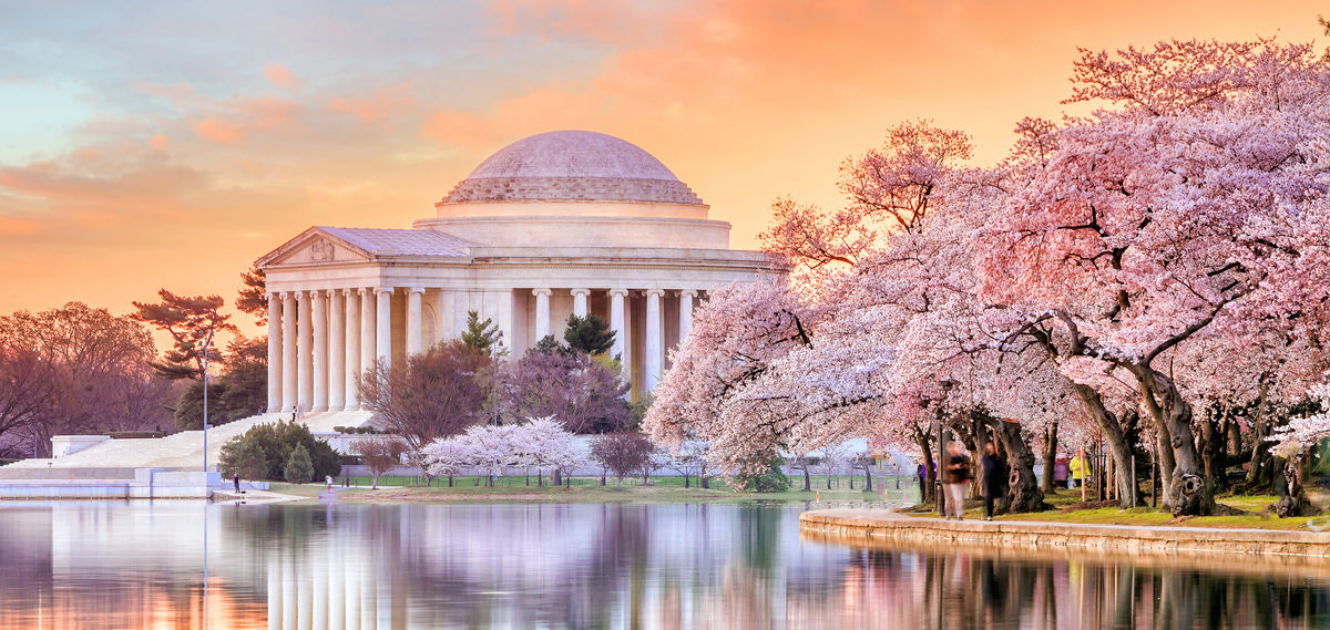 When Is Peak Bloom for Washington DC’s Abundant Cherry Blossoms?