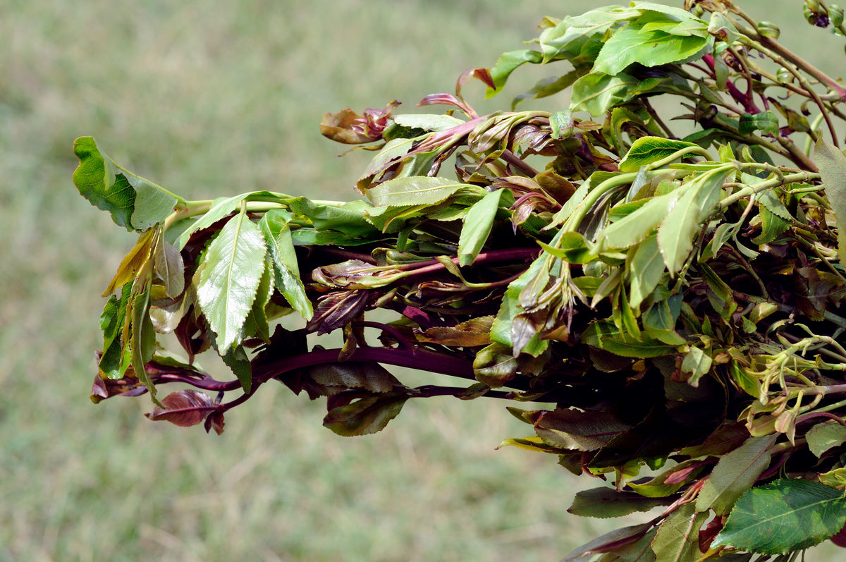 CBP Seizes 412 Pounds of 'African Salad' Drug Tea at Baltimore Airport