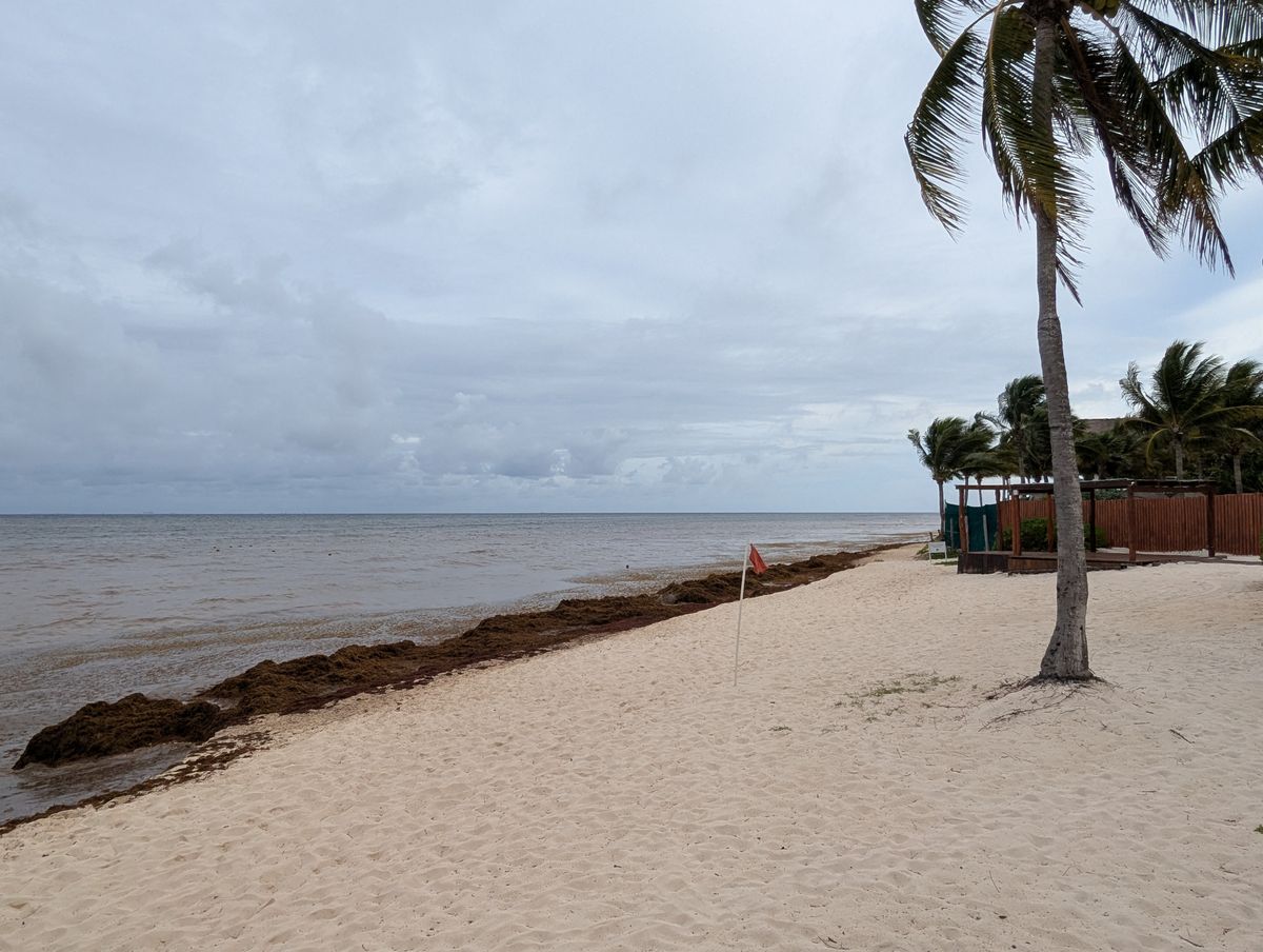 Mexican Caribbean Removes More Than 124,000 Tons of Sargassum in 2026
