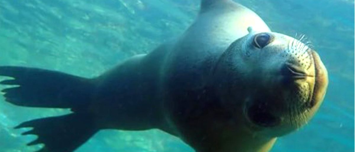 Discover Baja California's Sea of Cortez with UnCruise Adventures