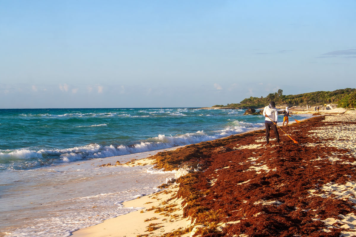 Mexico Begins Preparing for Next Sargassum Season