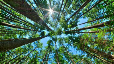Forest therapy for city dwellers