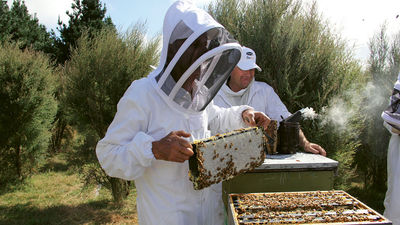 Comvita co-founder Alan Bougen handles a frame from a beehive.