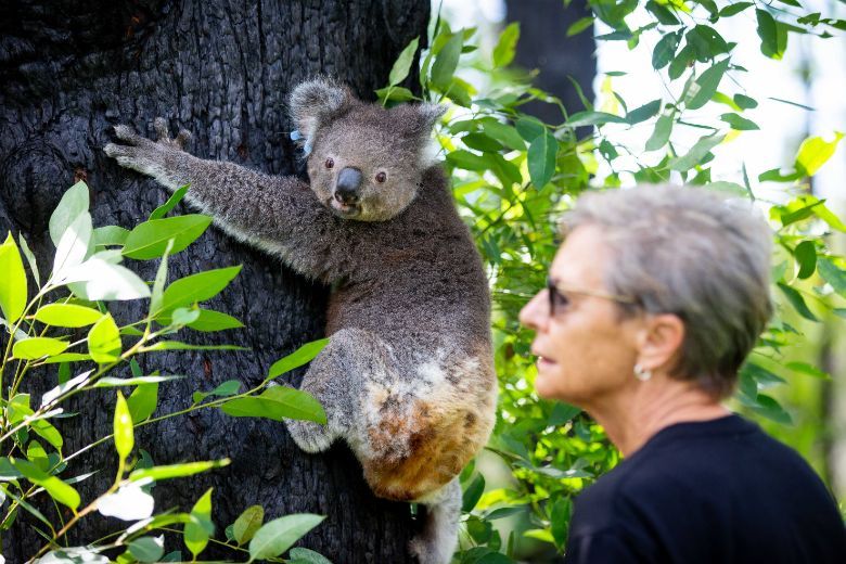 Anwen is the first koala to be released from hospital after being burnt in Australia’s bushfires.