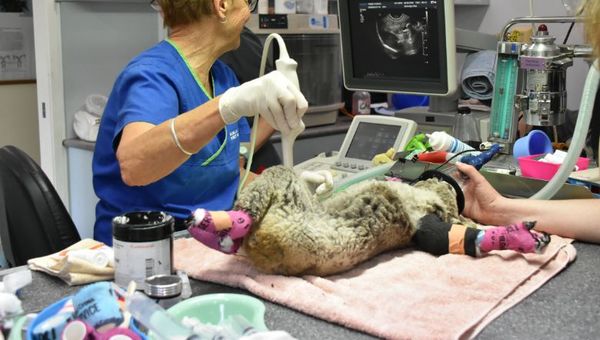 Staff and volunteers at the Koala Hospital treated 49 injured koalas which were rescued from burnt areas Staff and volunteers at the Koala Hospital treated 49 injured koalas which were rescued from burnt areas