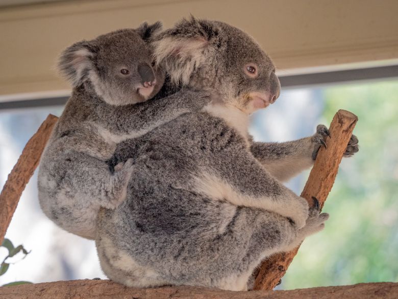 Koalas at Lone Pine Koala Sanctuary in Queensland.