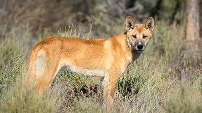 Australia gets excited about the Year of the Dingo.