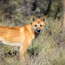 Australia welcomes ‘Year of the Dingo’