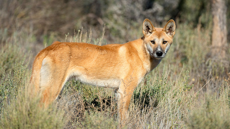 Australia gets excited about the Year of the Dingo.