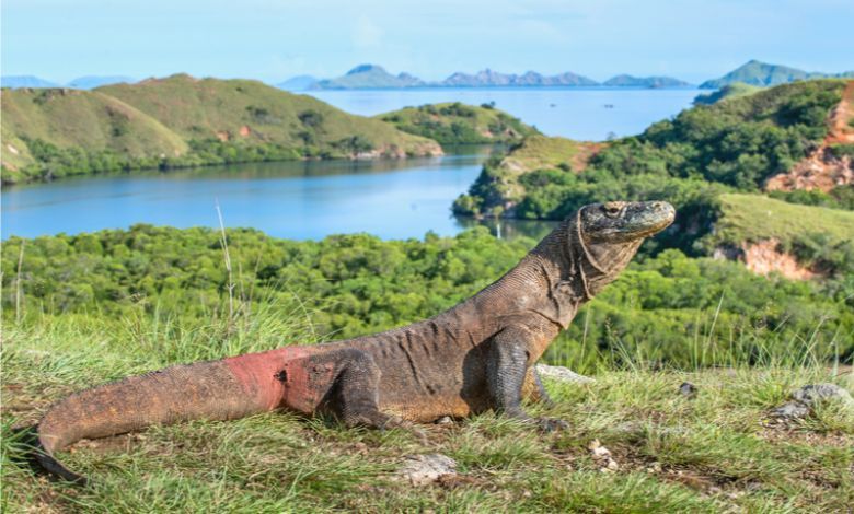 Carry on mating. Komodo’s dragons are not under threat, says Indonesian government.