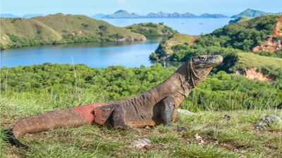 Carry on mating. Komodo’s dragons are not under threat, says Indonesian government.