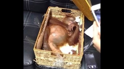 The two-year-old male orangutan in a rattan basket inside the Russian tourist’s luggage.