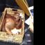 Drugged orangutan found in tourist’s luggage