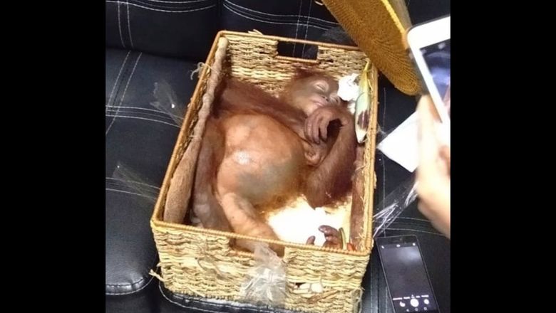 The two-year-old male orangutan in a rattan basket inside the Russian tourist’s luggage.