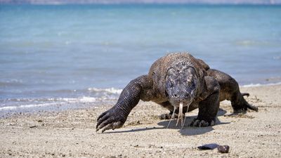 A smuggling ring was hoping to capture and sell 41 Komodo dragons.