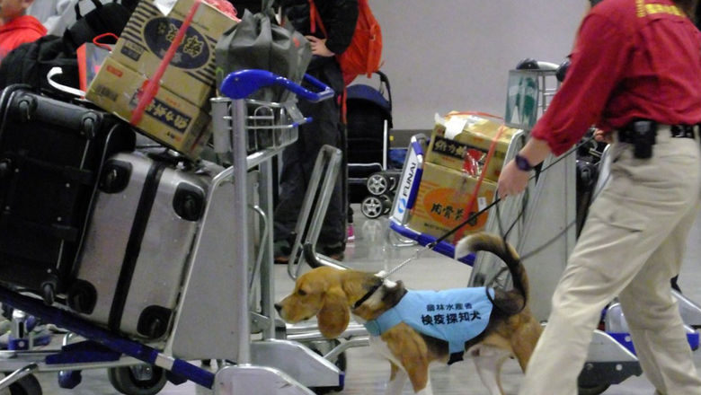 In 2017, the Japan Animal Quarantine Service detected 94,522 cases of travellers carrying goods that were not approved for import.