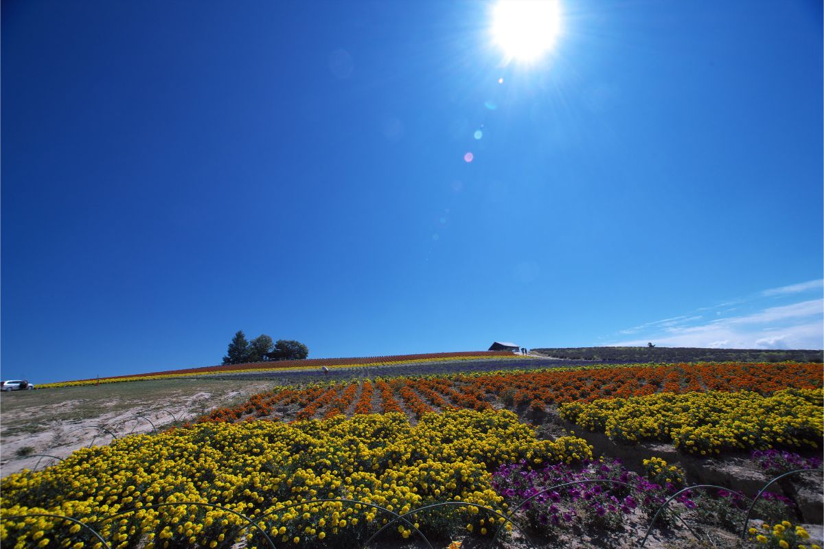 Temperatures in many parts of Hokkaido peaked above 38 degrees as Japan sweltered under a heat wave.