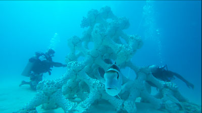 It will take up to two years for corals to take over the 3-D reef.