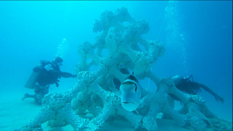 It will take up to two years for corals to take over the 3-D reef.