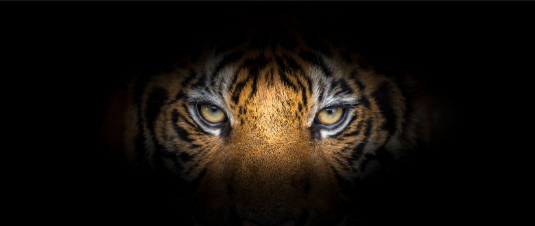 New tiger park will encourage visitors to be photographed with the animals.