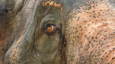 Tourists injured, mahout charged after incident with elephant