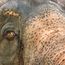 Tourists injured, mahout charged after incident with elephant