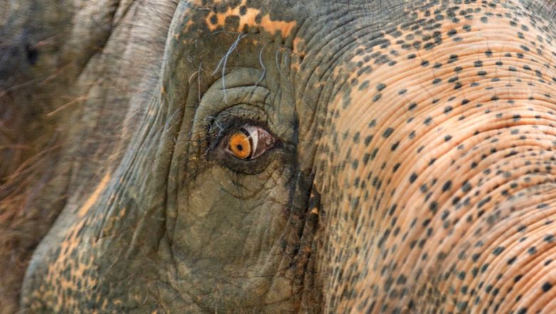 Tourists injured, mahout charged after incident with elephant