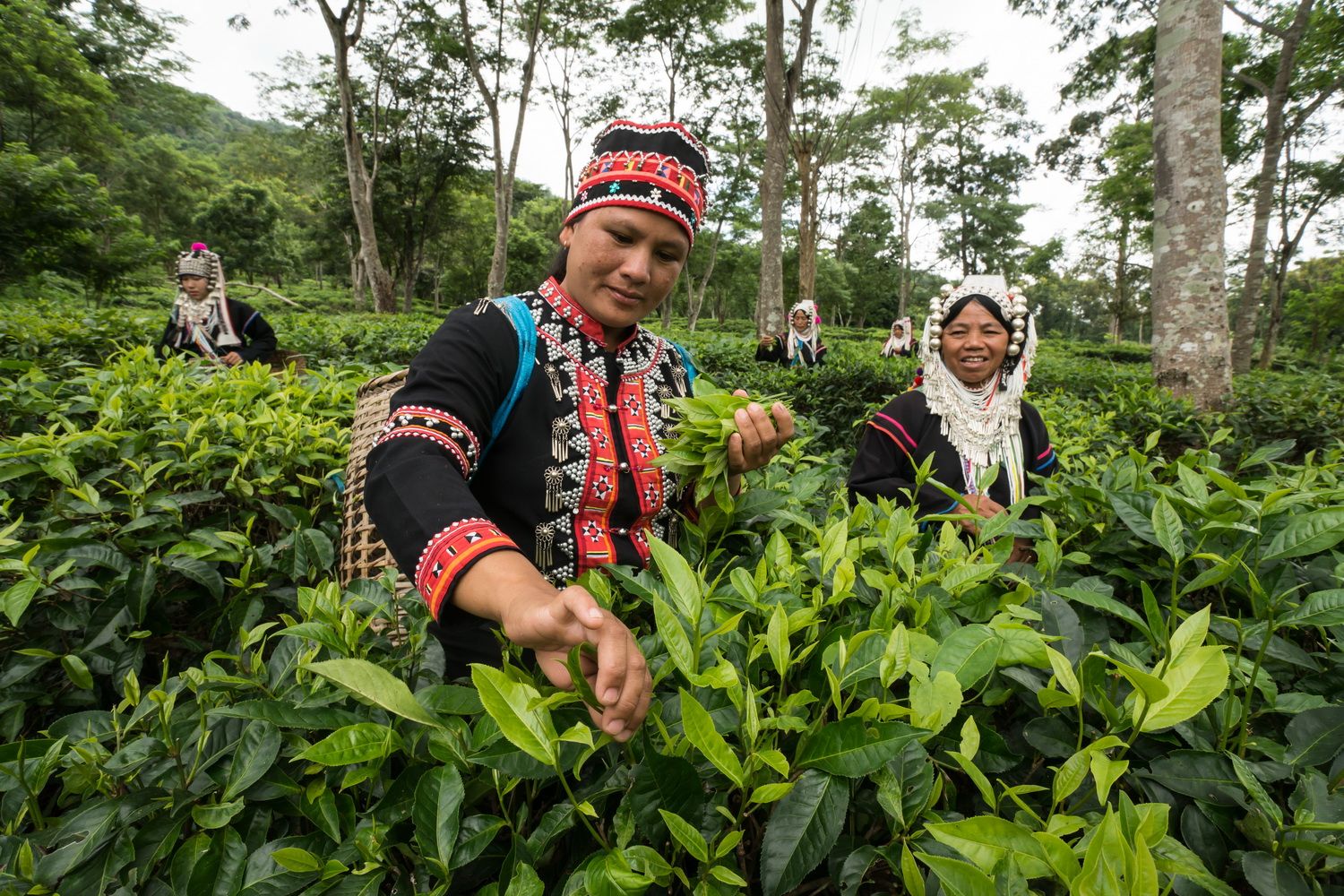 Time for tea in Chiang Mai