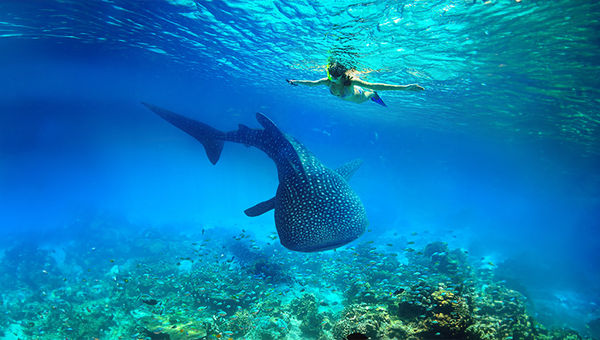 Majestic sea creatures such as whale sharks can be found in Oslob, a town on the southern tip of Cebu island in the Philippines.