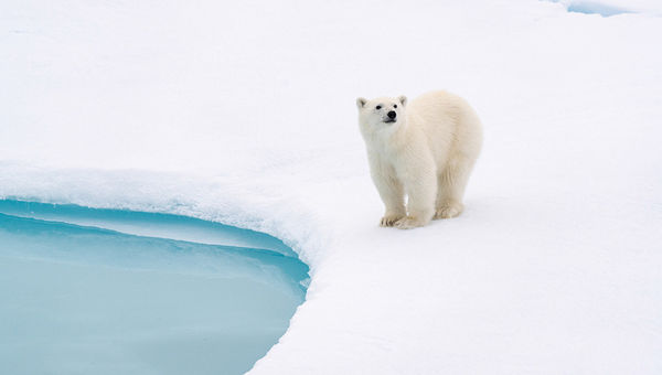 Onboard residential scientists host educational talks, offering travellers insights into wildlife like penguins and polar bears, enhancing their understanding of the regions Ponant explores. Onboard residential scientists host educational talks, offering travellers insights into wildlife like penguins and polar bears, enhancing their understanding of the regions Ponant explores.