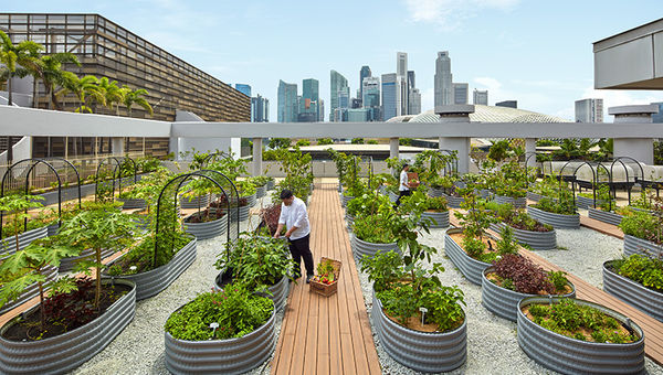 Guests can visit the 150-sqm rooftop Urban Farm during their stay and discover the fresh ingredients going into their meals at the hotel.